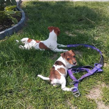 Super speelse jack Russell reutjes beschikbaar voor biedingen