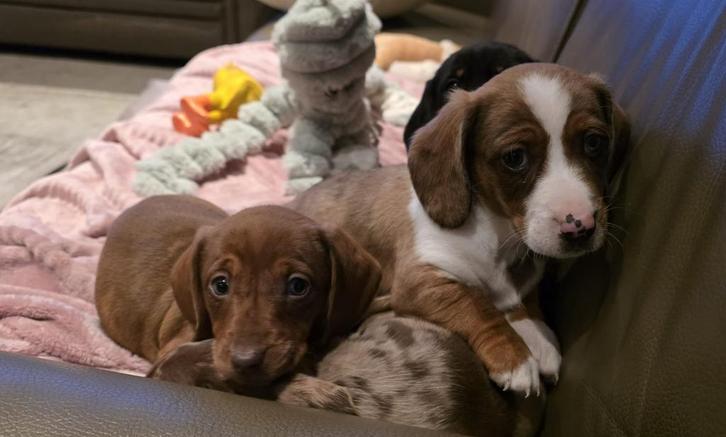 Lieve teckel pups te koop, Dieren en Toebehoren, Honden | Teckels en Dashonden, Meerdere dieren, Korthaar, Dwerg, Fokker | Hobbymatig