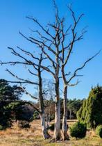 Gratis hout, 6 m³ of meer, Ophalen, Overige houtsoorten, Stammen