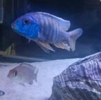 2 koppels malawi cichlide vrijzwemmers, Dieren en Toebehoren, Vissen | Aquariumvissen