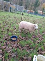 Ram texel néerlandais, Mâle, Mouton, 0 à 2 ans