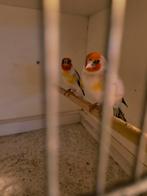 Distelvink koppel, Dieren en Toebehoren