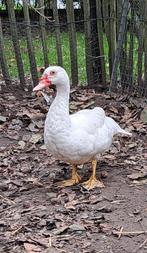 Barberie/ barbarie /muskuseend, Dieren en Toebehoren, Pluimvee