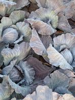 Rode kool, Tuin en Terras, Ophalen