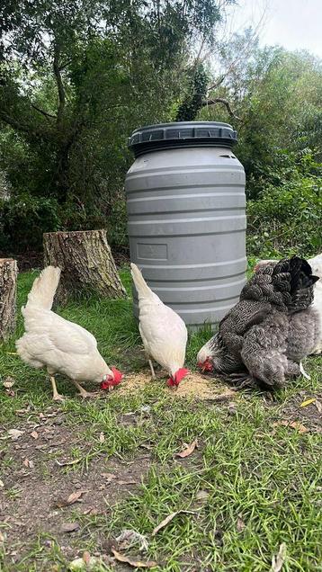 2 x legkip leghorn beschikbaar voor biedingen