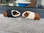 Jonge cavias, Dieren en Toebehoren, Cavia, Mannelijk, Juli, Tam