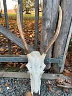Gewei spitser edelhert, Verzamelen, Dierenverzamelingen, Ophalen, Gebruikt, Hert, Schedel