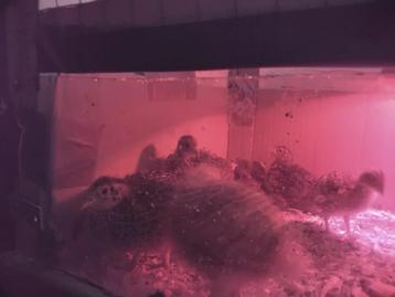 Japanse Kwartels  beschikbaar voor biedingen