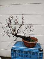 Bonsai, wilde peer yamadori, Tuin en Terras, Overige soorten, Lente, Minder dan 100 cm, Ophalen