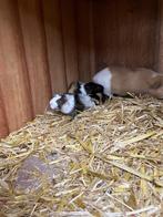 Cavia’s, Dieren en Toebehoren, Knaagdieren, Meerdere dieren, Cavia