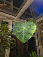 colocasia MOJITO, Tuin en Terras, Bloembollen en Zaden, Ophalen, Gehele jaar, Halfschaduw, Bloembol