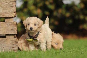 Maltipoo, petit chien adapté aux enfants