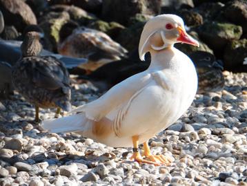 Canards d'ornement