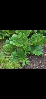 Gunnera Manicata, Tuin en Terras, Vaste plant, Bloeit niet, Halfschaduw, Ophalen