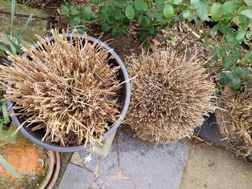 Siergrassen Lampenpoetsersgras Hameln, grote planten, Tuin en Terras, Planten | Tuinplanten, Vaste plant, Siergrassen, Volle zon