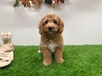 Cavapoo pups, België, 8 tot 15 weken, CDV (hondenziekte), Meerdere
