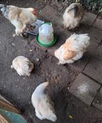 Brahma kippen, Dieren en Toebehoren, Meerdere dieren, Kip