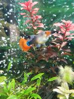 Brazilian guppy´s jongen