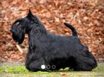 Schotse terrier, Dieren en Toebehoren, België, Particulier, Reu, 8 tot 15 weken