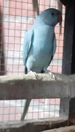 Halsband parkieten, Dieren en Toebehoren, Vogels | Parkieten en Papegaaien, Meerdere dieren, Parkiet, Geringd