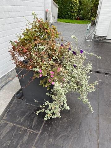 2 bloembakken met bloeiende planten beschikbaar voor biedingen