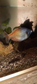 Vis, Dieren en Toebehoren, Vis, Zoetwatervis