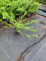 lonicera pileata bodembedekkers aan 0,50 euro/stuk, Tuin en Terras, Planten | Tuinplanten, Ophalen, Bodembedekkers, Vaste plant