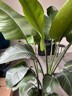 Verzorgde mooie strelitzia plant 1m80 groot 125,00€, Maison & Meubles, Plantes d'intérieur, Enlèvement ou Envoi
