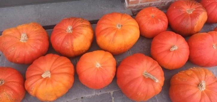 Gezocht pompoen, Diversen, Levensmiddelen, Ophalen