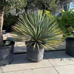 ‼️yucca rostrata ‼️, Tuin en Terras, Ophalen