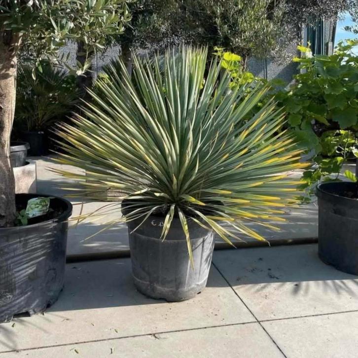 ‼️yucca rostrata ‼️, Tuin en Terras, Bloembollen en Zaden, Ophalen