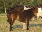 Merrieveulentje te koop, Dieren en Toebehoren, Pony's, Merrie, Niet van toepassing, 0 tot 2 jaar, A pony (tot 1.17m)