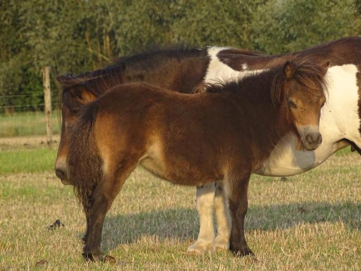 Merrieveulentje te koop, Dieren en Toebehoren, Pony's, Merrie, Niet van toepassing, A pony (tot 1.17m), 0 tot 2 jaar, Met stamboom