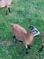 Kameroen schaap, Schaap