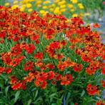 Helenium 'Moerheim beauty' of Zonnekruid, Tuin en Terras, Planten | Tuinplanten, Ophalen