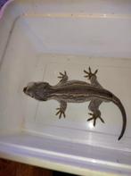 gecko gargouille male black 1ans demi 19g, 0 tot 2 jaar, Hagedis