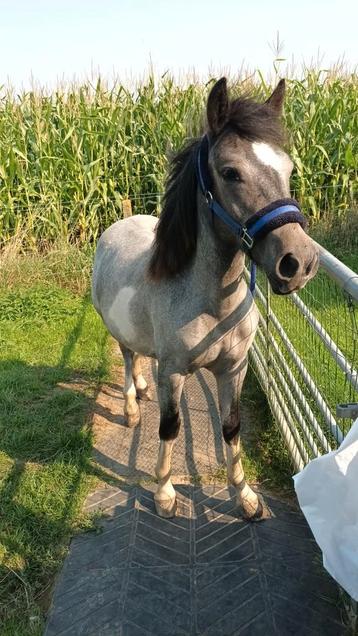 Yearling par Pony ruine disponible aux enchères