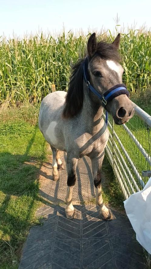 Yearling par Pony ruine, Animaux & Accessoires, Poneys, Hongre, B, Poney B (1.17 m à 1.27 m), Poney de récréation, 0 à 2 ans, Avec puce électronique