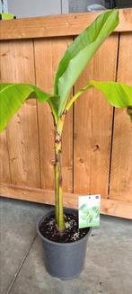 Tuinbanaan - Musa basjoo, Tuin en Terras, Ophalen, Halfschaduw