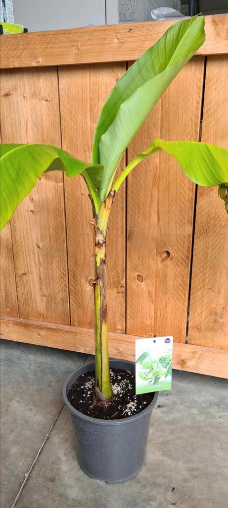 Tuinbanaan - Musa basjoo, Tuin en Terras, Planten | Bomen, Halfschaduw, Ophalen
