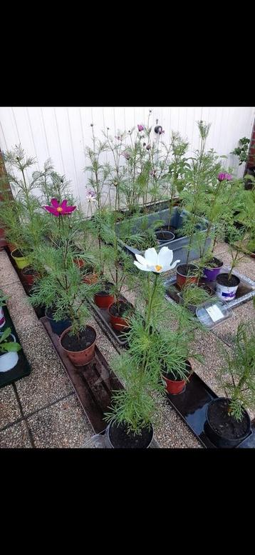 Cosmos plantjes , verschillende kleuren  beschikbaar voor biedingen
