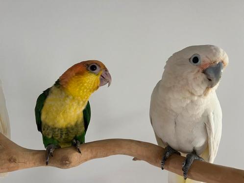 Super tamme groendij Caique, Dieren en Toebehoren, Vogels | Parkieten en Papegaaien, Geringd