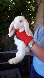 Super lieve witte Franse hangoor ram, Mannelijk, Groot, Hangoor, 0 tot 2 jaar