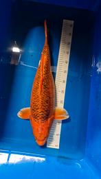 Aka matsuba 60cm koi