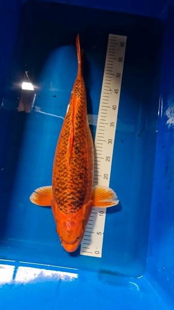 Aka matsuba 60cm koi beschikbaar voor biedingen