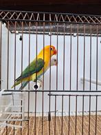 Agaporniden ficheries, Dieren en Toebehoren