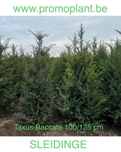 Taxus baccata., Tuin en Terras, Planten | Struiken en Hagen, Taxus, Ophalen of Verzenden