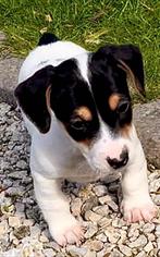 Jack russel pups, Dieren en Toebehoren, Honden | Jack Russells en Terriërs, CDV (hondenziekte), België, Fokker | Hobbymatig, Jack Russell Terriër