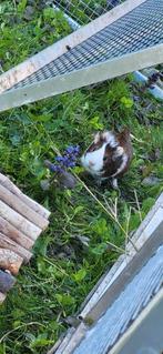 Jolie femelles cobaye, Dieren en Toebehoren, Knaagdieren, Vrouwelijk, Cavia