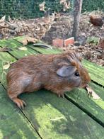 Koppel cavia’s, Dieren en Toebehoren, Knaagdieren, Meerdere dieren, Tam, Maart, Cavia